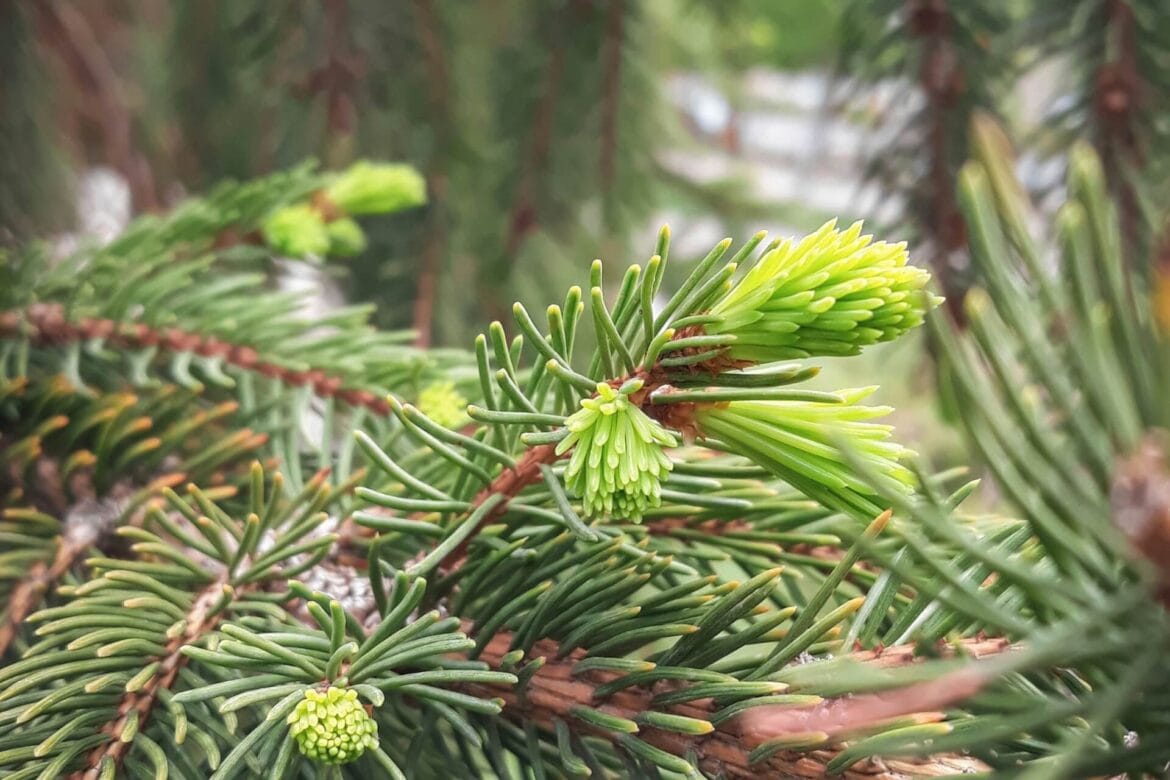 Smrekovi vršički – naravna zakladnica zdravja iz gozda (1)